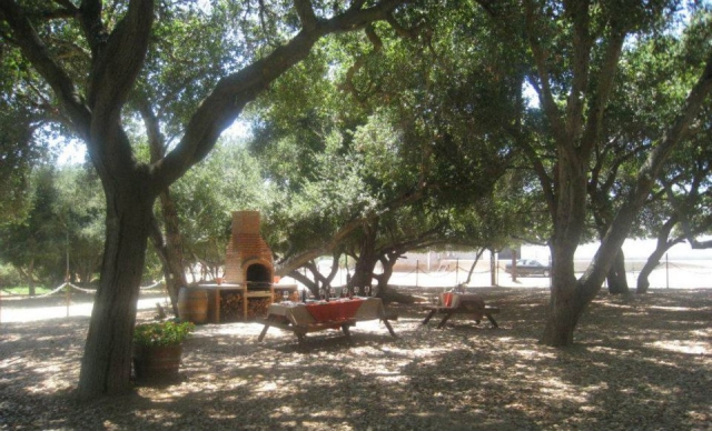 Bosque del vino